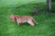 Engelse cocker spaniel (reu) 02883