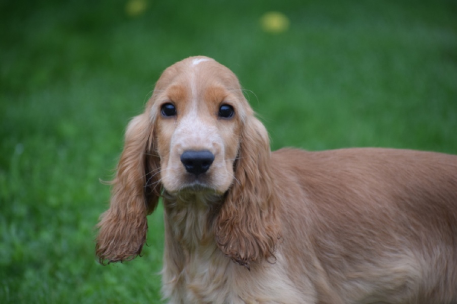 Engelse cocker spaniel (reu) 02883