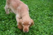 Engelse cocker spaniel (reu) 02880
