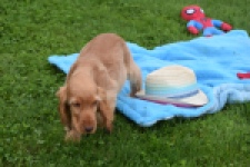 Engelse cocker spaniel (reu) 02880