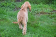 Engelse cocker spaniel (reu) 02880