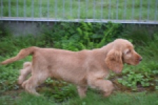 Engelse cocker spaniel (reu) 02880