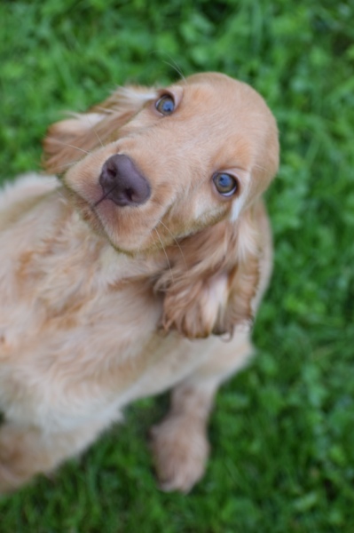 Engelse cocker spaniel (reu) 02880