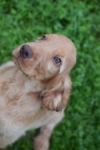 Engelse cocker spaniel (reu) 02880