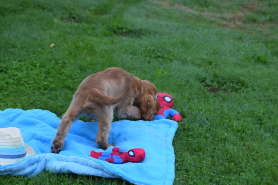 Engelse cocker spaniel (reu) 02880