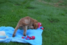 Engelse cocker spaniel (reu) 02880