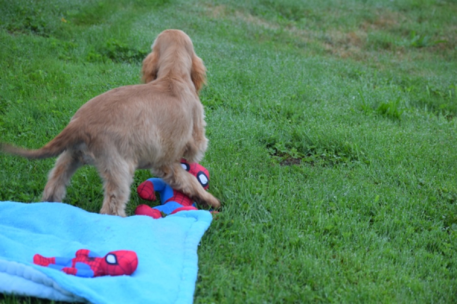 Engelse cocker spaniel (reu) 02880