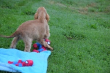 Engelse cocker spaniel (reu) 02880