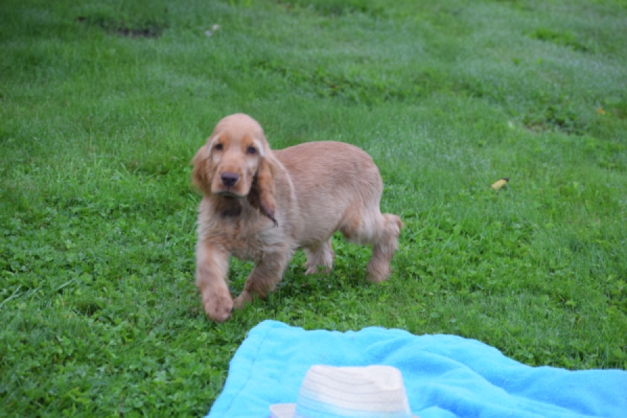 Engelse cocker spaniel (reu) 02880