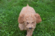 Maltipoo (reu) 29886