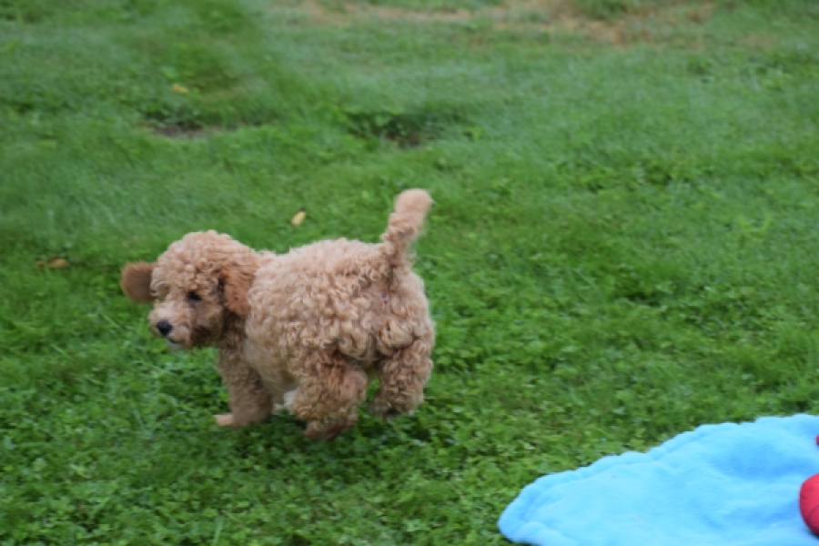 Maltipoo (reu) 29886