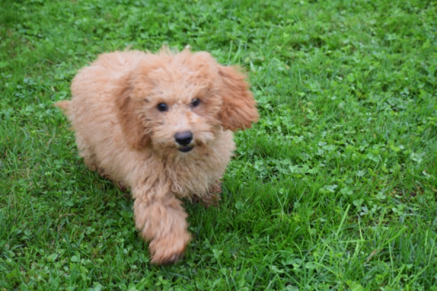 Maltipoo (reu) 29886