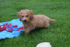 Maltipoo (reu) 29884