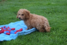 Maltipoo (reu) 29884