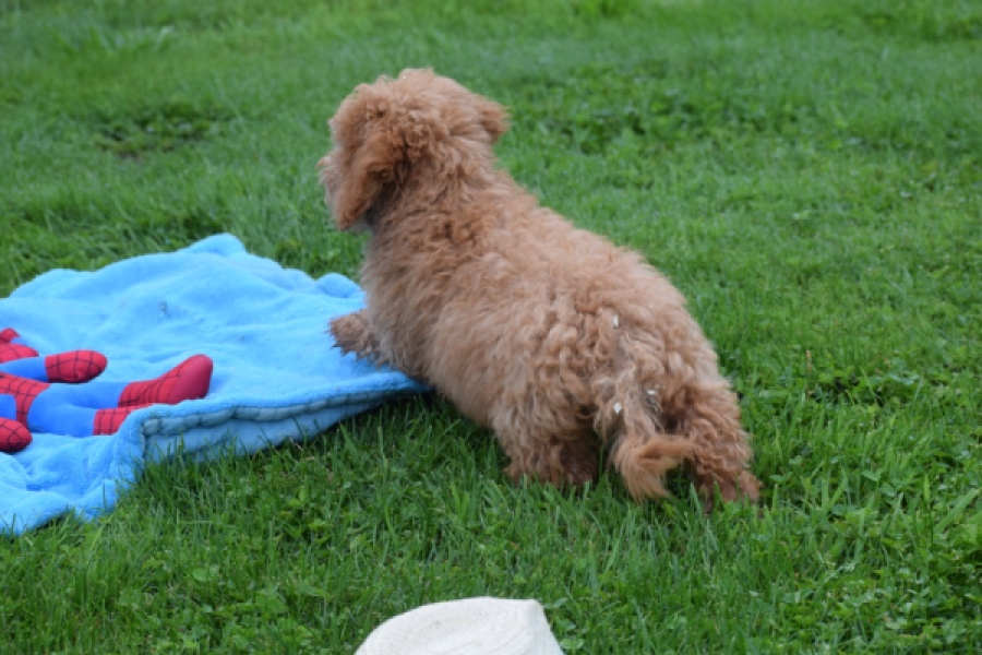 Maltipoo (reu) 29884