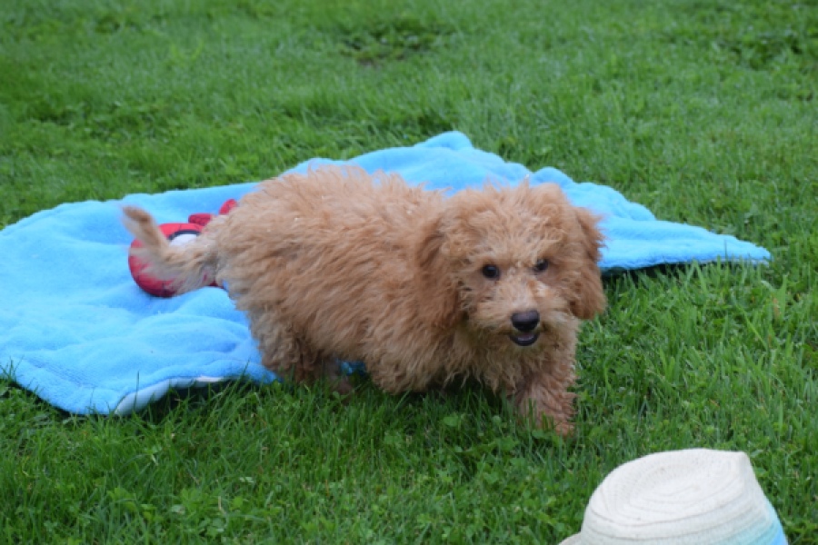 Maltipoo (reu) 29884