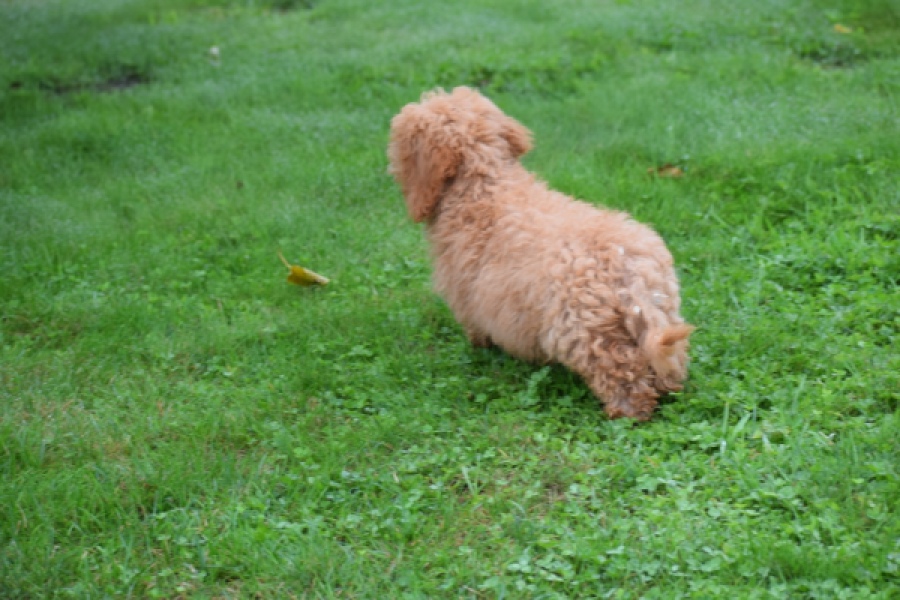 Maltipoo (reu) 29884