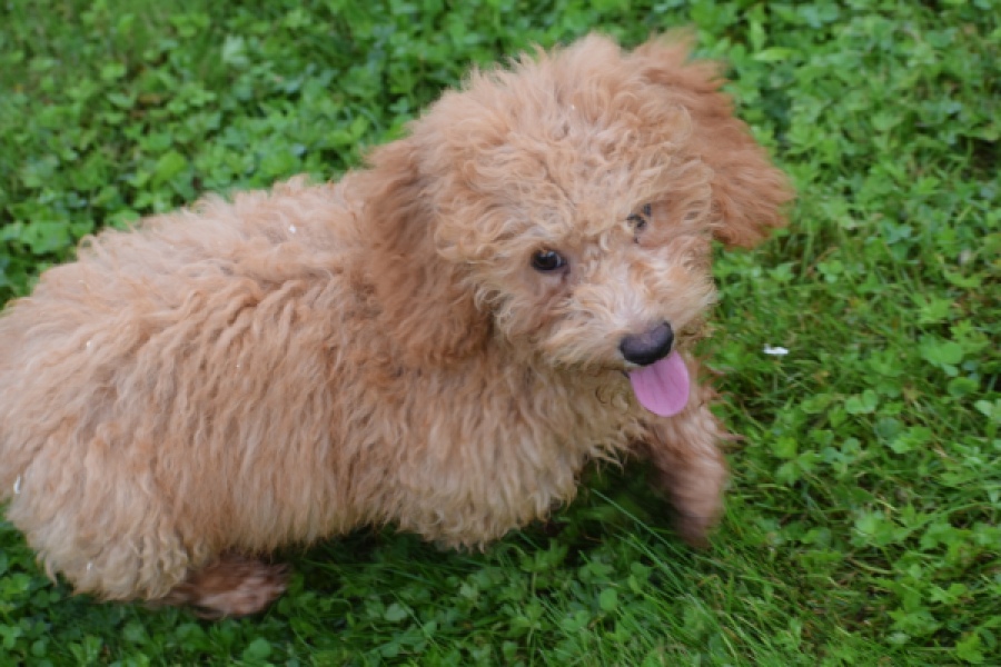 Maltipoo (reu) 29881