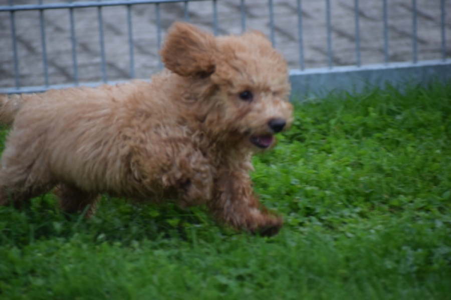 Maltipoo (reu) 29881