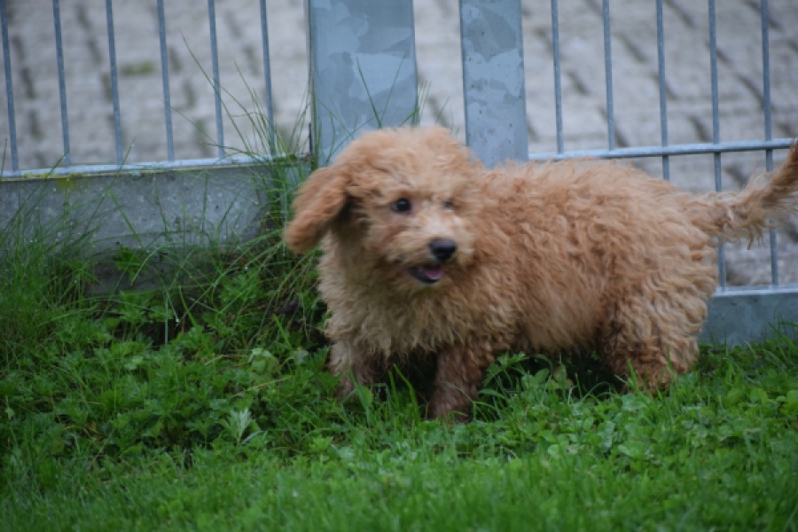 Maltipoo (reu) 29881