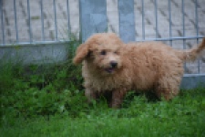 Maltipoo (reu) 29881