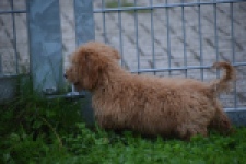 Maltipoo (reu) 29881