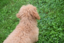 Maltipoo (reu) 29881