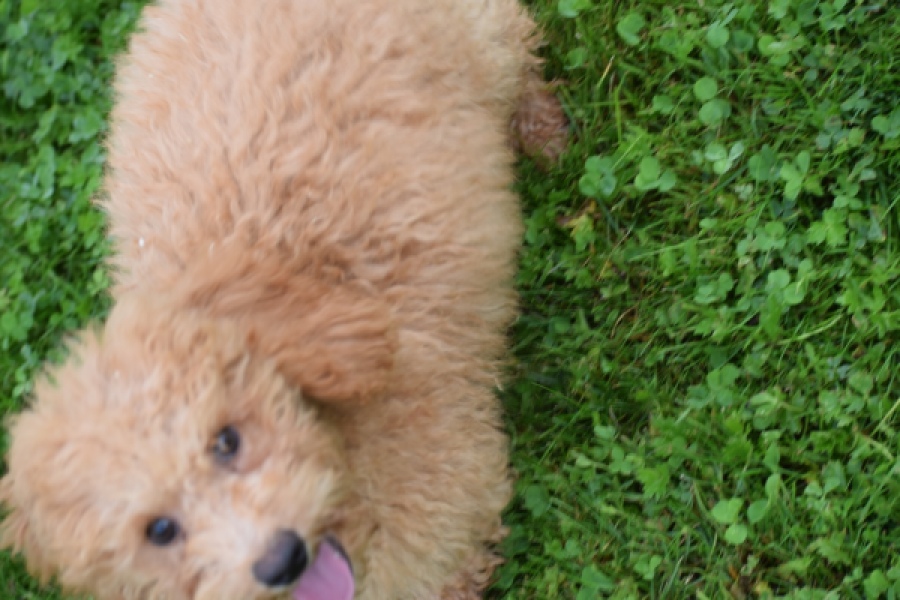 Maltipoo (reu) 29881