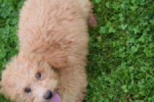 Maltipoo (reu) 29881