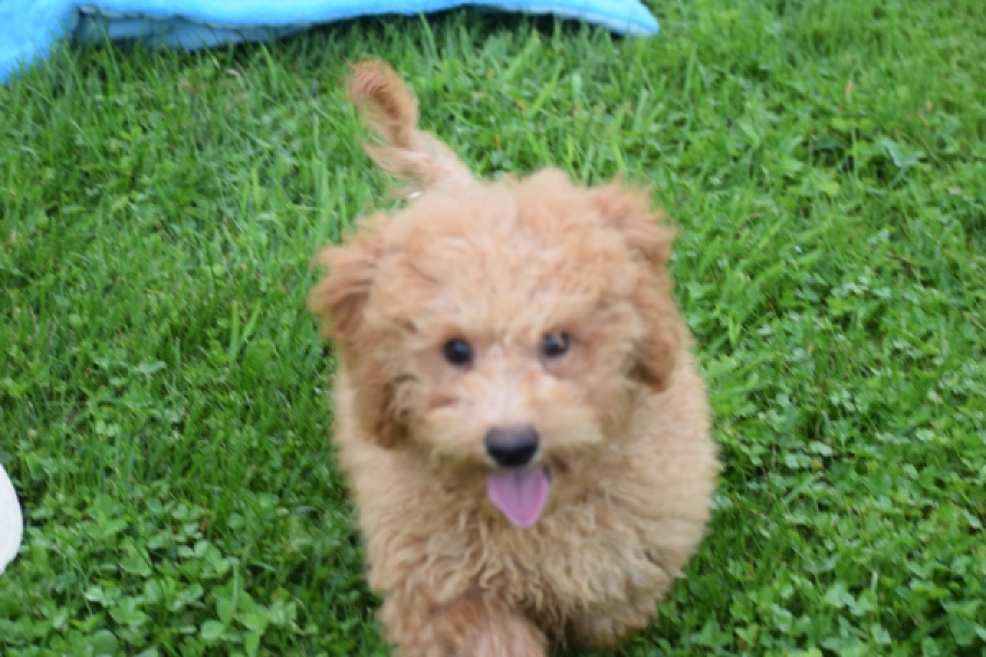 Maltipoo (reu) 29881