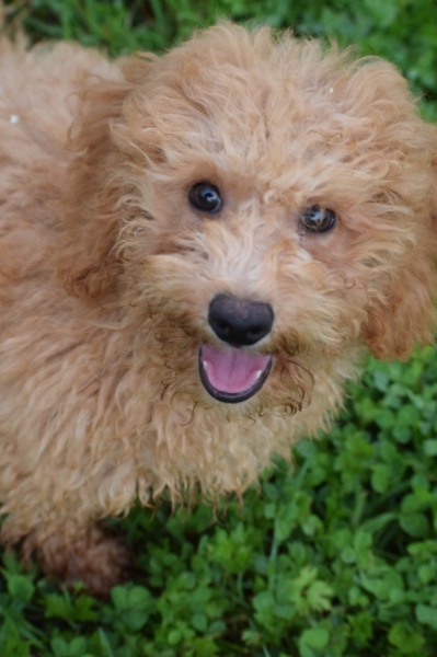 Maltipoo (reu) 29881