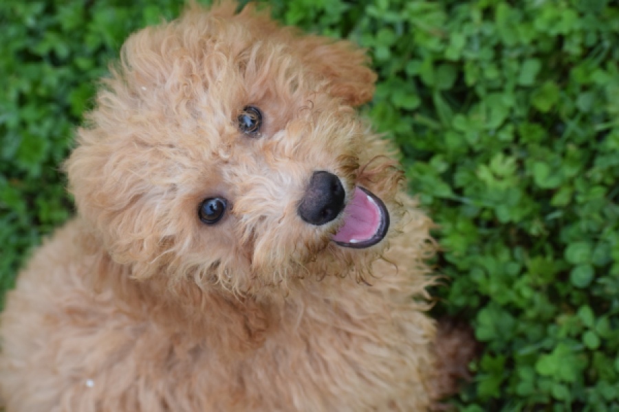 Maltipoo (reu) 29881