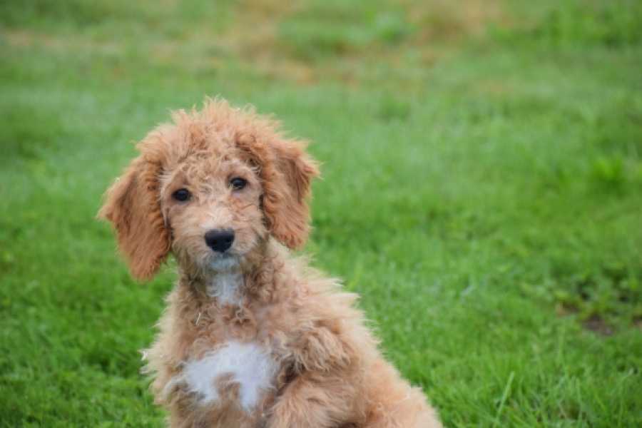 Maltipoo (teef) 29892