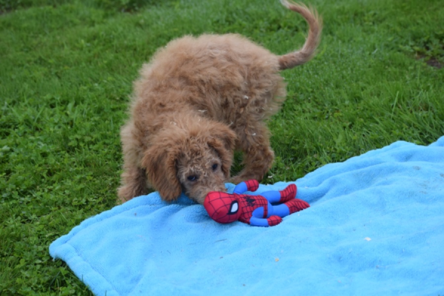 Maltipoo (teef) 29892