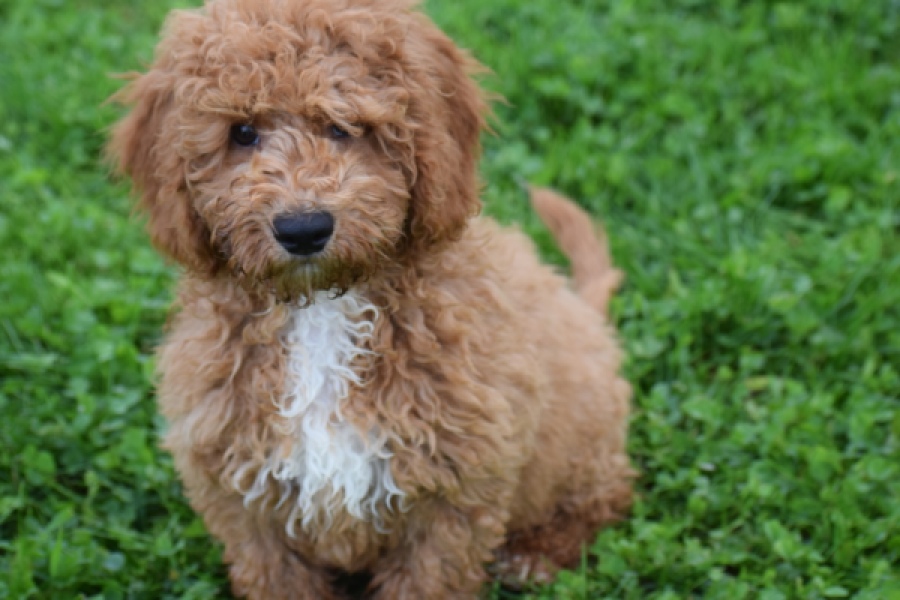 Maltipoo (reu) 29883