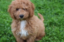 Maltipoo (reu) 29883