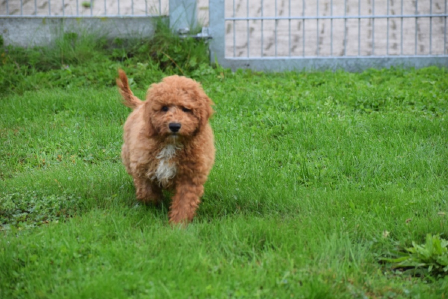 Maltipoo (reu) 29883