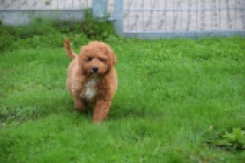 Maltipoo (reu) 29883