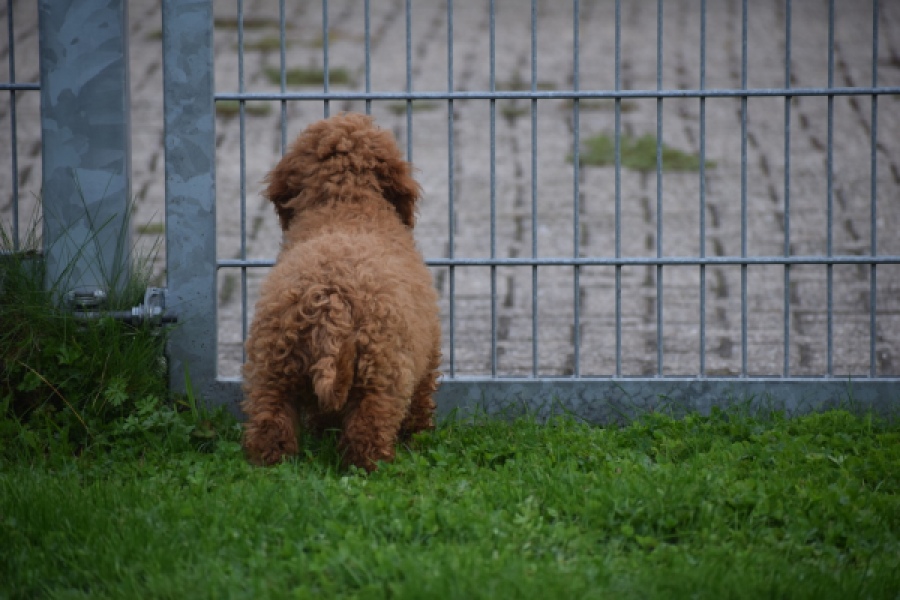 Maltipoo (reu) 29883