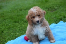 Maltipoo (reu) 29882