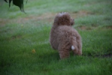 Maltipoo (reu) 29882