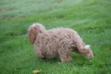 Maltipoo (reu) 29882