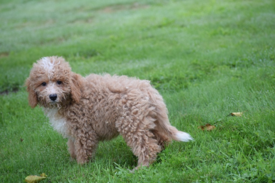 Maltipoo (reu) 29882