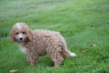 Maltipoo (reu) 29882