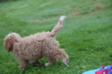 Maltipoo (reu) 29882