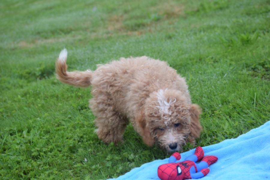 Maltipoo (reu) 29882