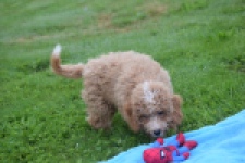 Maltipoo (reu) 29882