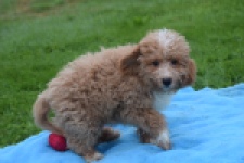 Maltipoo (reu) 29882