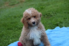 Maltipoo (reu) 29882