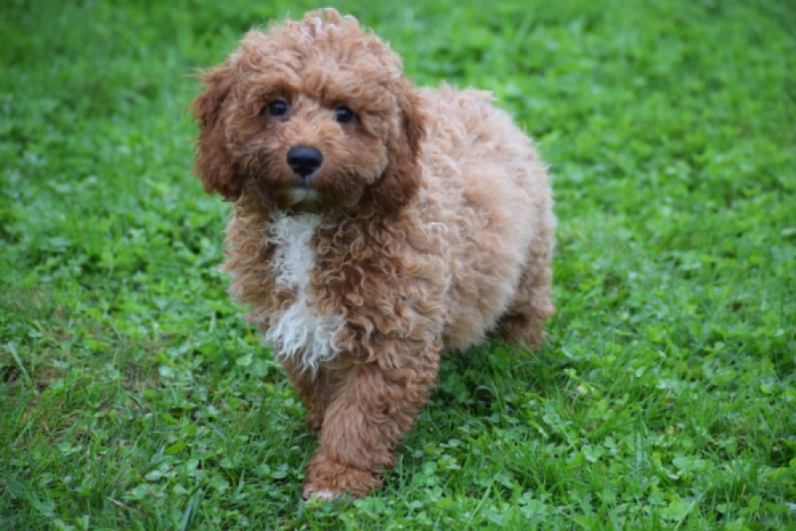 Maltipoo (teef) 29887